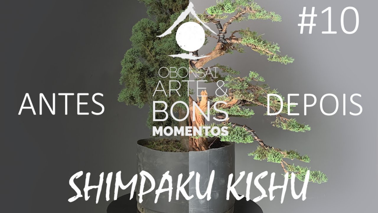 Shimpaku Kishu - Antes e Depois #10, Comentado