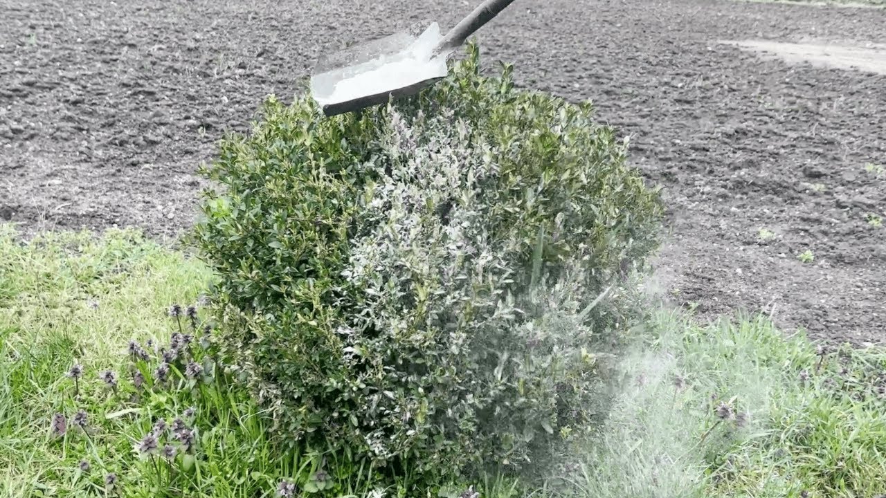 Bestäube den Buchsbaum damit. Der Buchsbaumzünsler wird ihn nicht angreifen