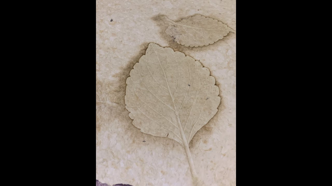 Impressions, Inclusions and Embedded Objects in Handmade Paper