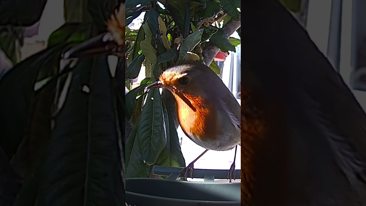 Rougegorge familier à la mangeoire 