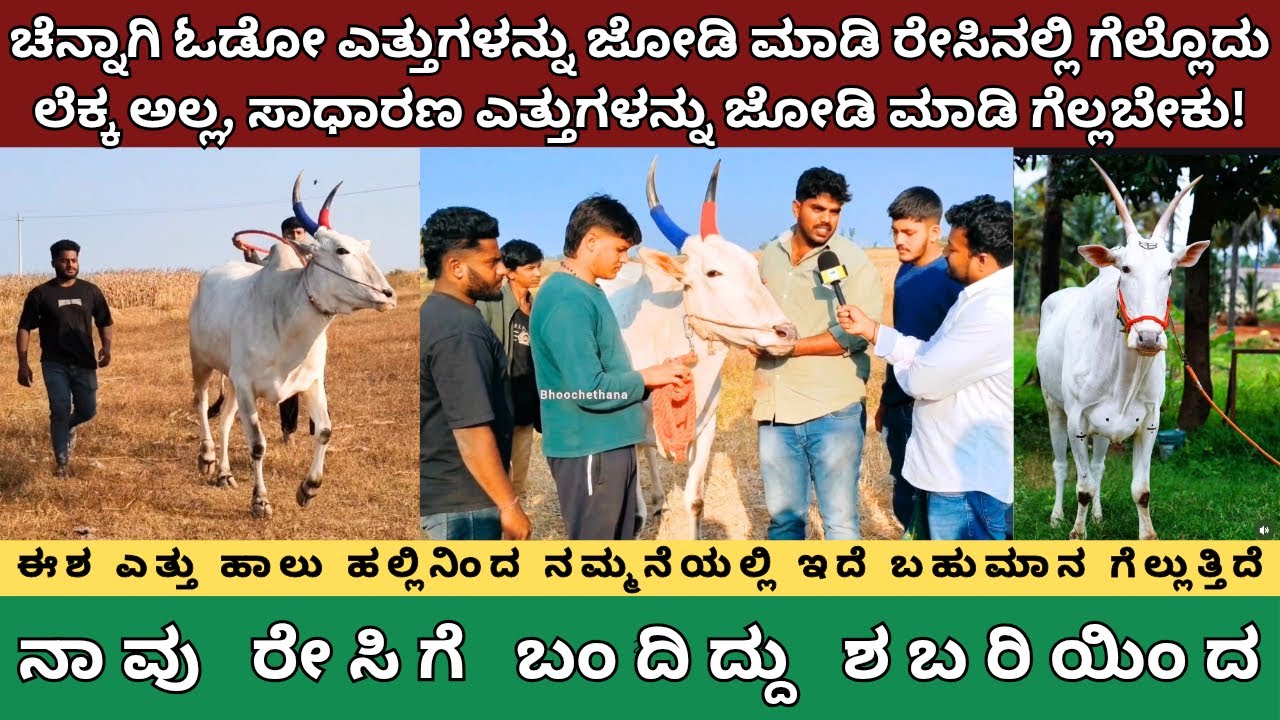 ಚೆನ್ನಾಗಿ ಓಡೋ ಎತ್ತುಗಳನ್ನು ಜೋಡಿಮಾಡಿ ರೇಸಿನಲ್ಲಿ ಗೆಲ್ಲೊದು ಲೆಕ್ಕಅಲ್ಲ, ಸಾಧಾರಣ ಎತ್ತುಗಳನ್ನು ಜೋಡಿಮಾಡಿ ಗೆಲ್ಬೇಕು