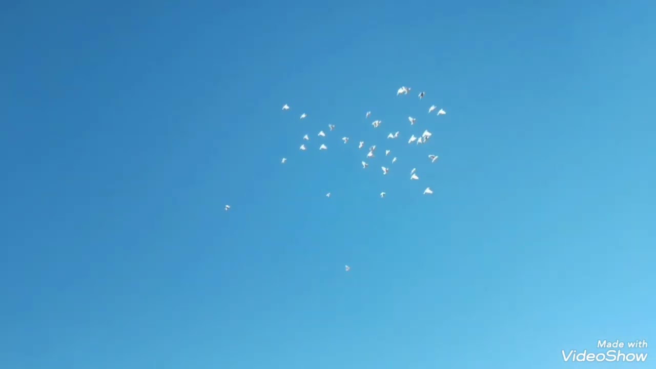 حلقة اليوم مطيار ارافل سطح الجناي حسن شعلة