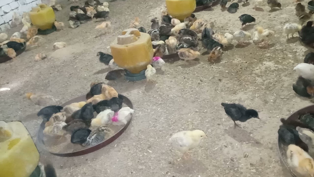 Live video golden messeary chooza