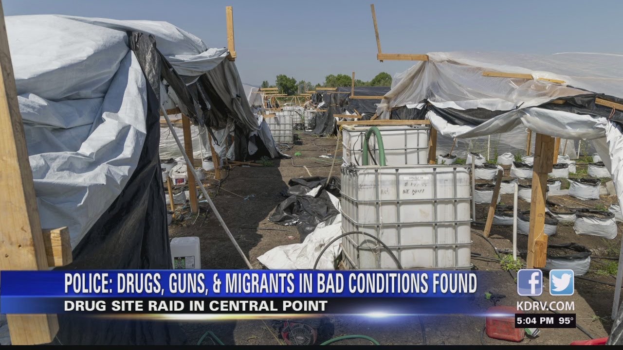 Dozens detained in raid on 'filthy, cramped' marijuana grow near Central Point