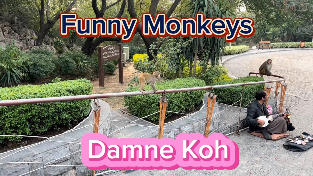 Funny Moneys at Damne Koh Islamabad | Funny Video @funwithkhubaib #trending  #viral