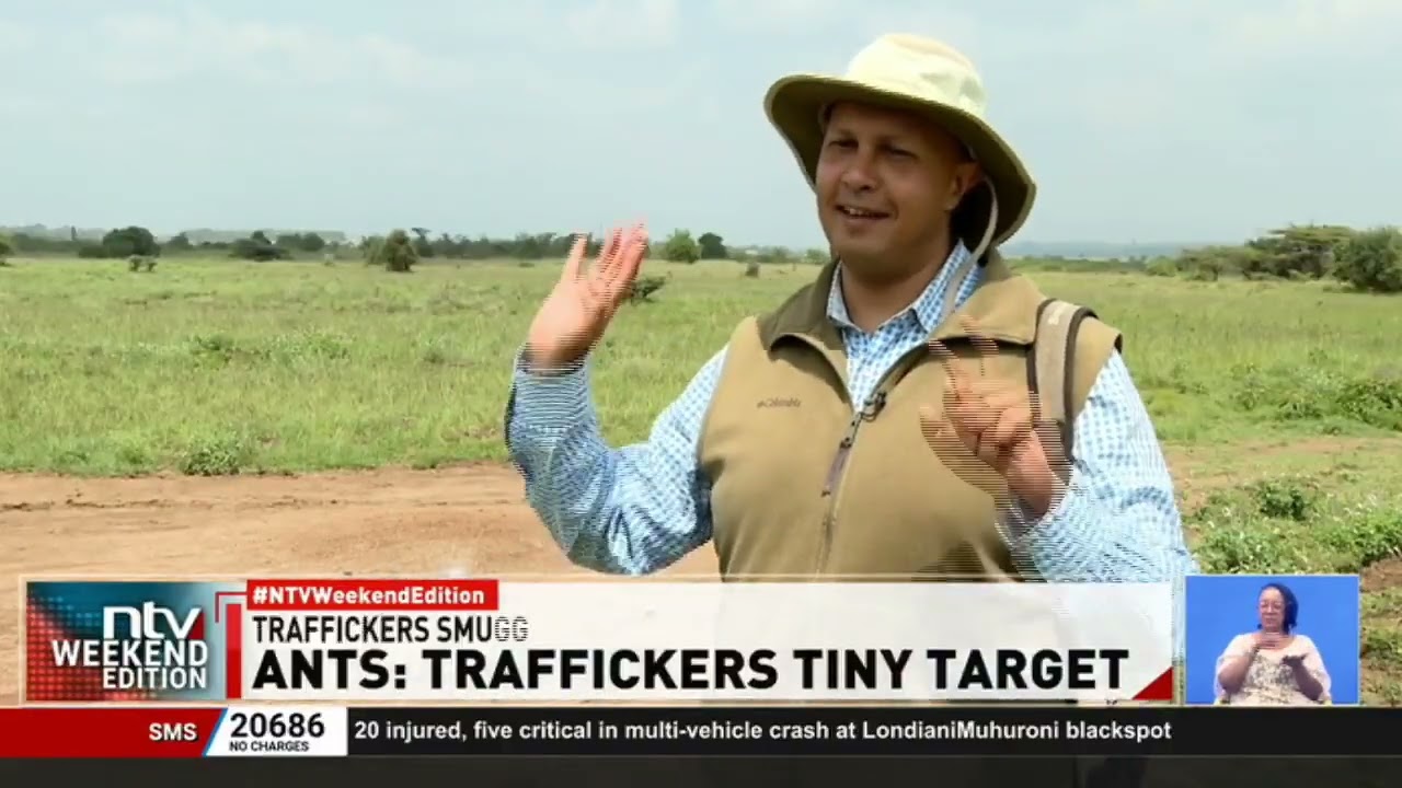 Ants trafficking crisis in Kenya