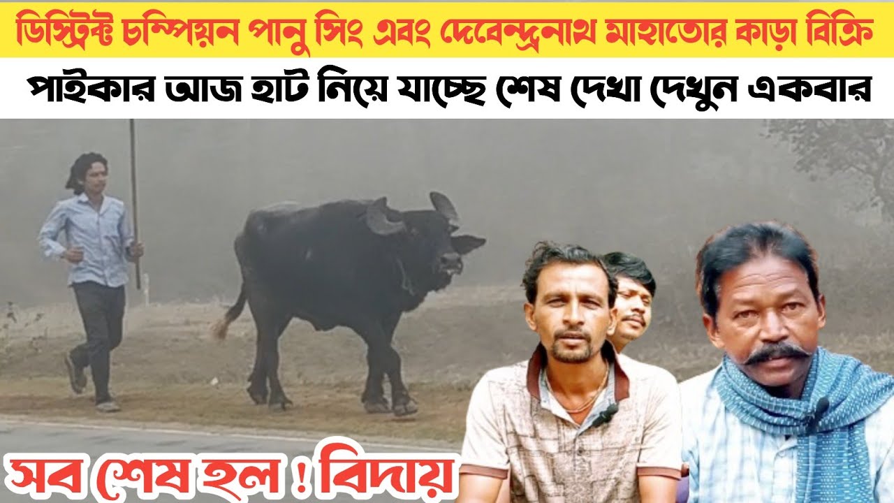 একসময় নাম শুনলেই ডর লাগতো সেই বীর দুটি কাড়া হাট যাচ্ছে! পানু সিং এবং দেবেন্দ্রনাথ মাহাতো।।