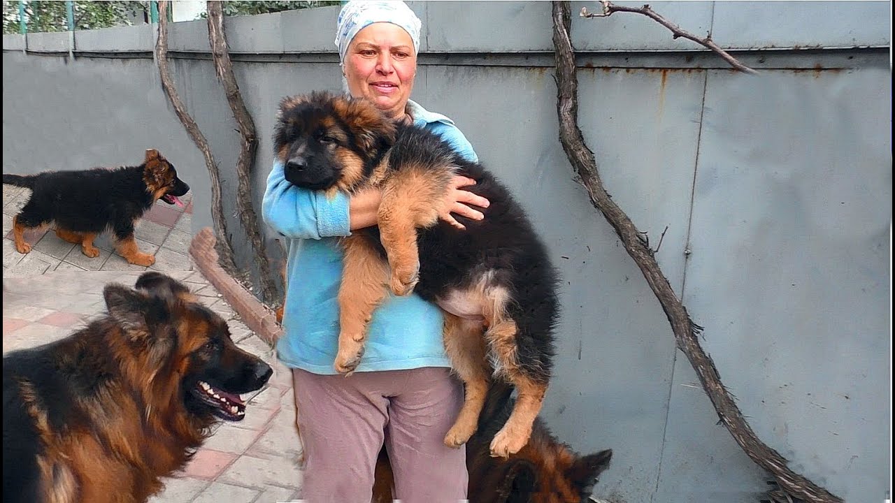 Super puppy of long-haired German Shepherd. Father Dakar, mother Yuta. Odessa. Ukraine.