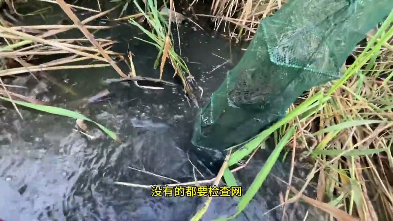 #真实户外  #野生黄鳝  #今天的收获  #黄鳝  #抓黄鳝  一半是直播收的，可以看最后！
