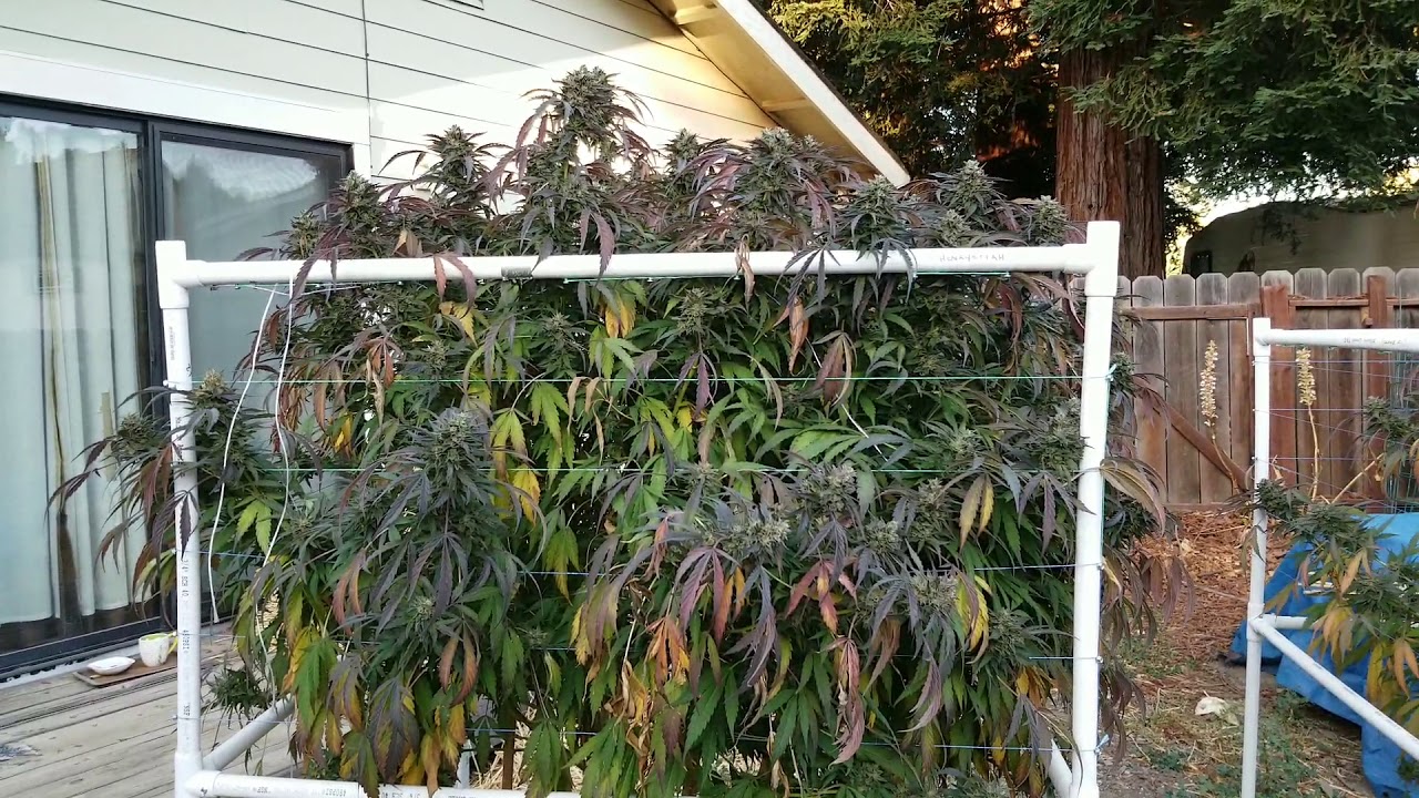 Backyard cannabis garden update  10-2-19