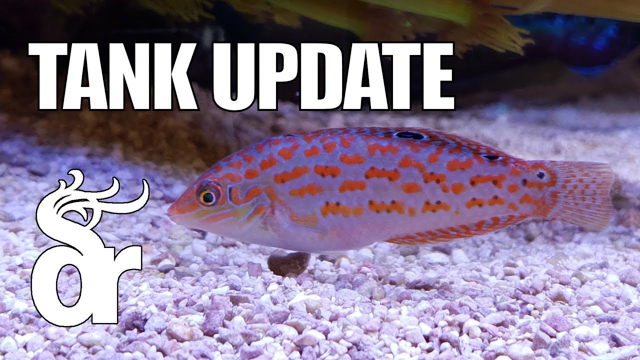Tank Update #8 | Wrasse vs. Nudibranch: 1-1