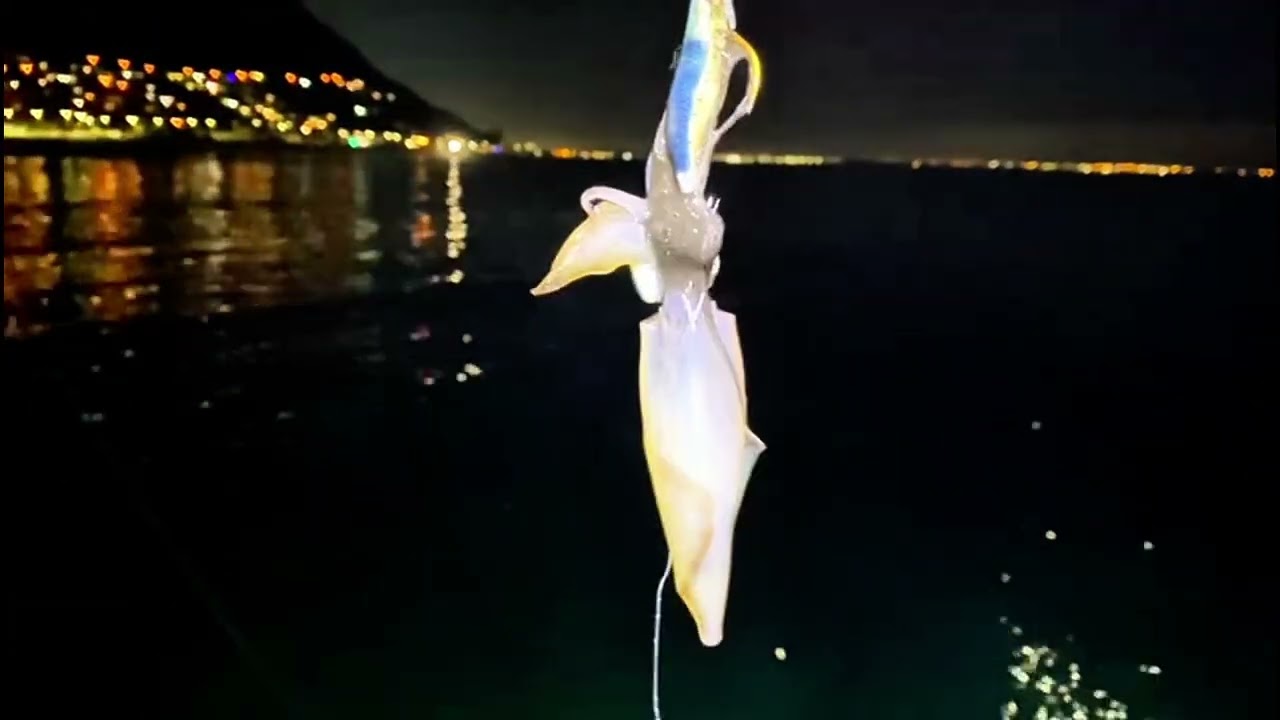 POV: Squidwards Vs Kalkbay Rainbow/Natural Addition #kalkbay #fishing # chokka 