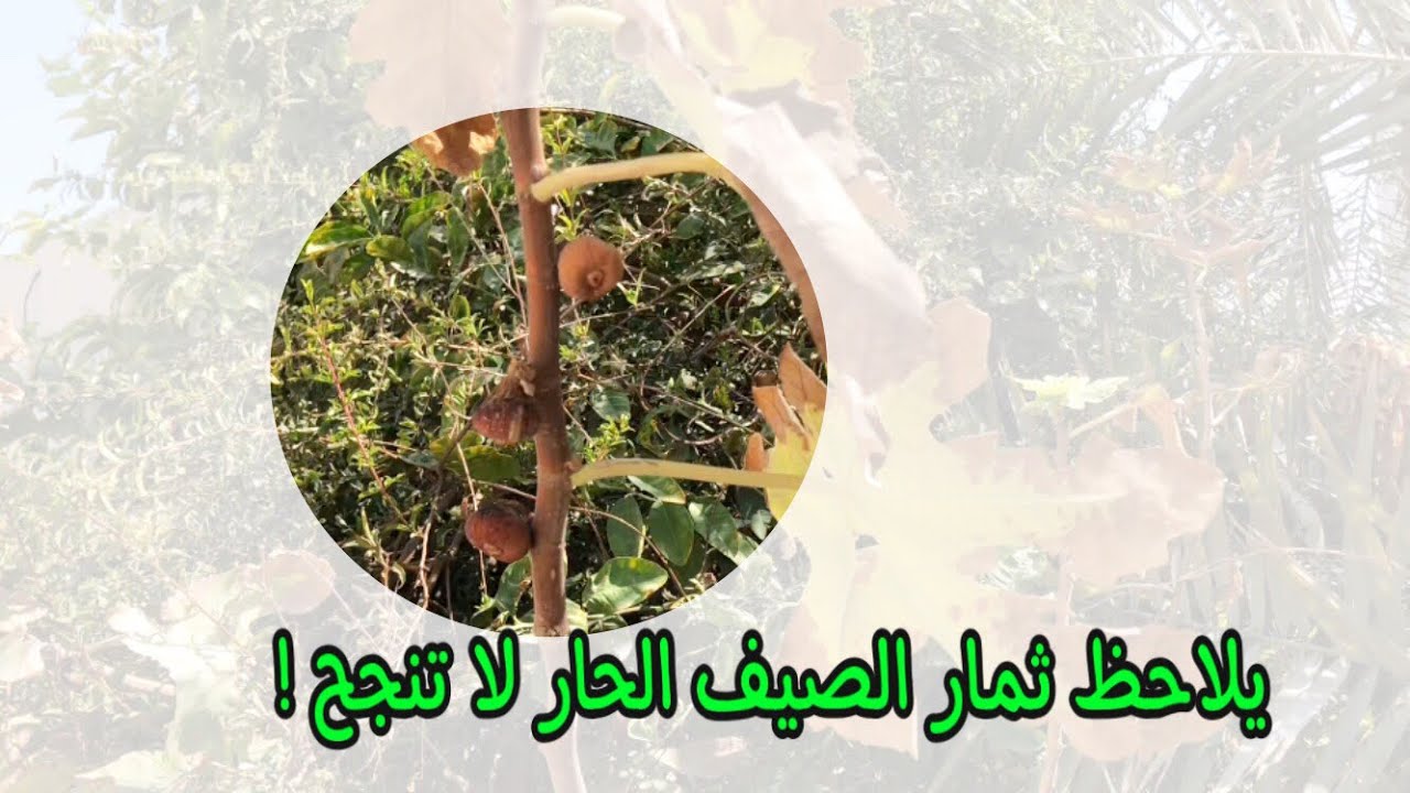 تقليم شجر التين ٢٠٢١-٢٠٢٢ - فيديو مهم للمناطق ذات الصيف الحار و الشتاء المعتدل الحراره
