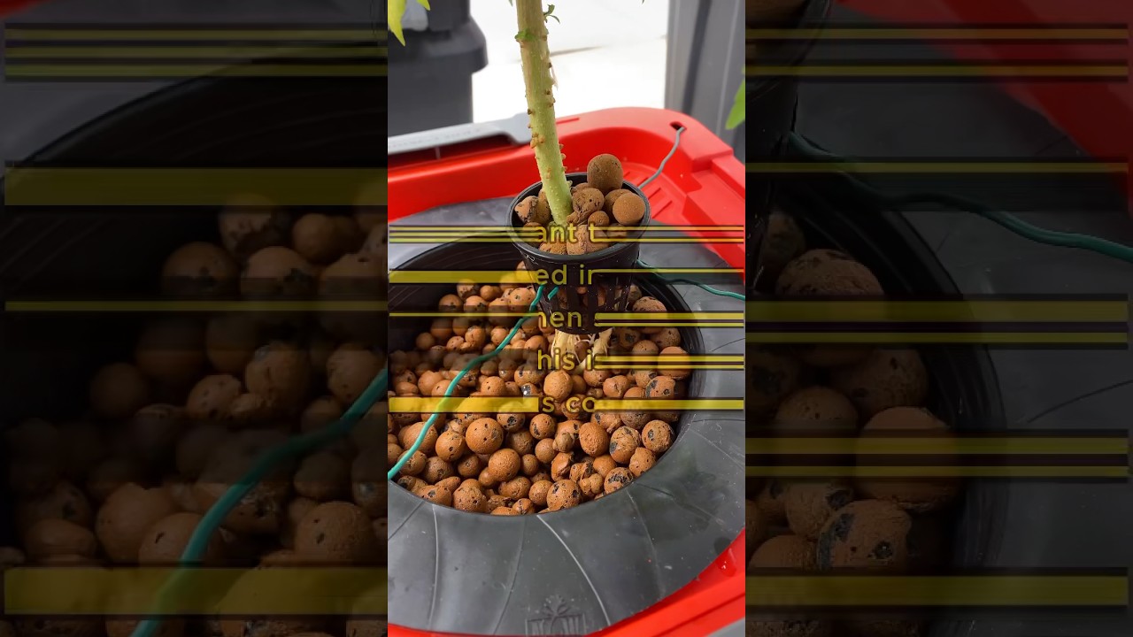 How To Grow Indoors With RDWC Hydroponics! #shorts #RDWC #hydroponics #gardening