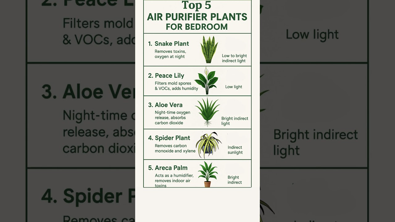 Top 5 Purifier Plant for Bedroom #gardening #garden #plants #flowers #indoorplants