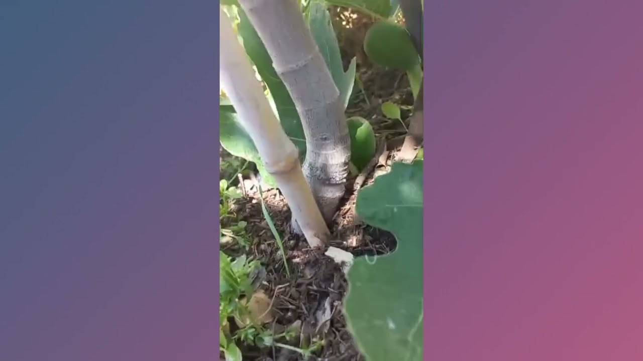 Crear Suelos Vivos con Vagabundas