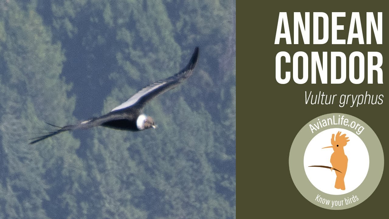 Andean Condor - Vultur gryphus