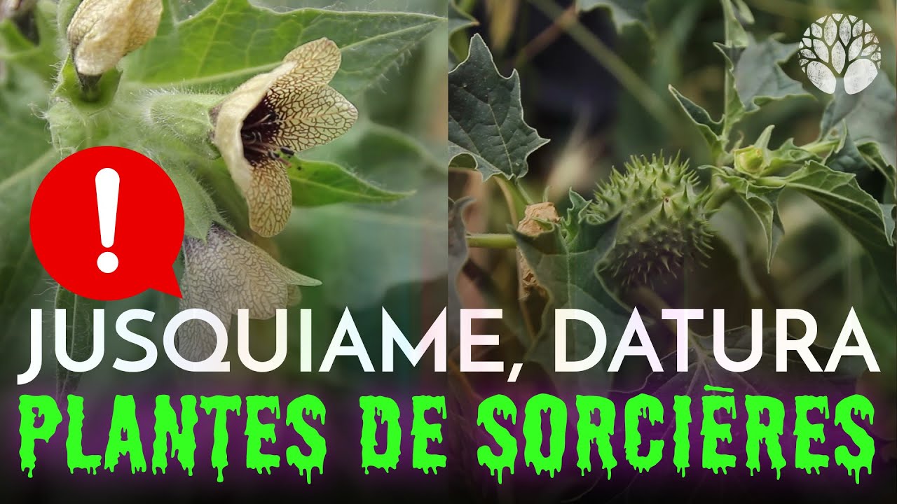 La jusquiame, le datura et la morelle noire, les belles vénéneuses !