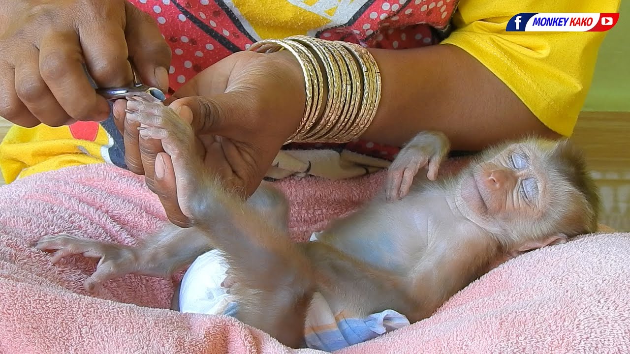Baby Monkey | Mom Cutting Nails For Tiny Baby Olly