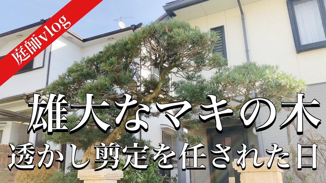マキの透かし剪定　入道雲のような雄大な姿へ！令和4年もありがとうございまSP😊