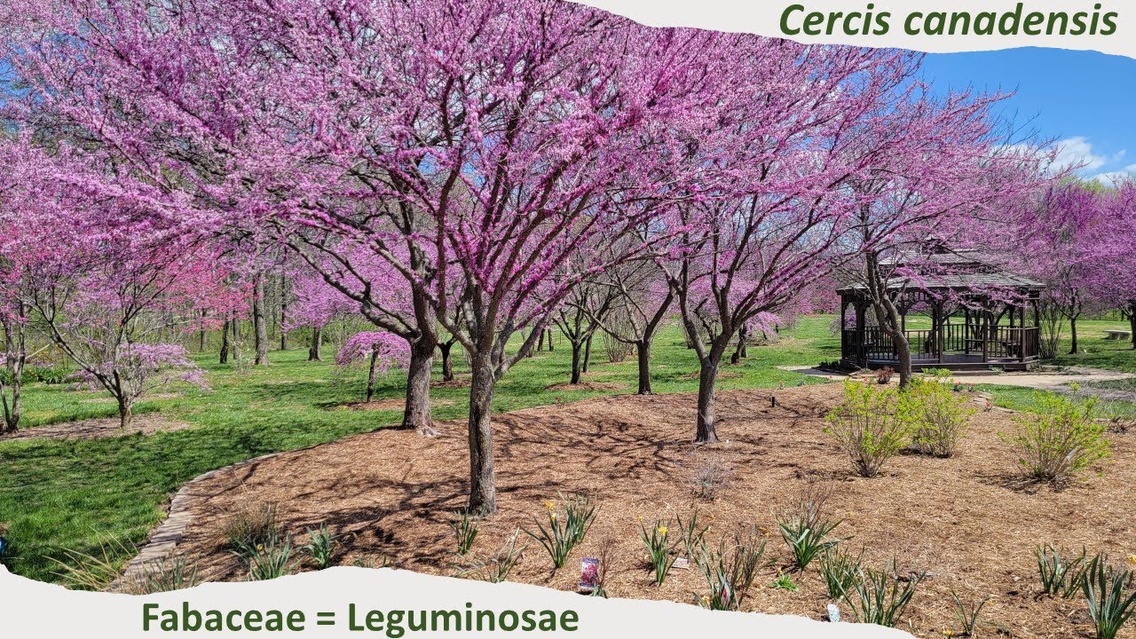 Redbud Cercis canadensis small tree with powerful magenta pink flowers