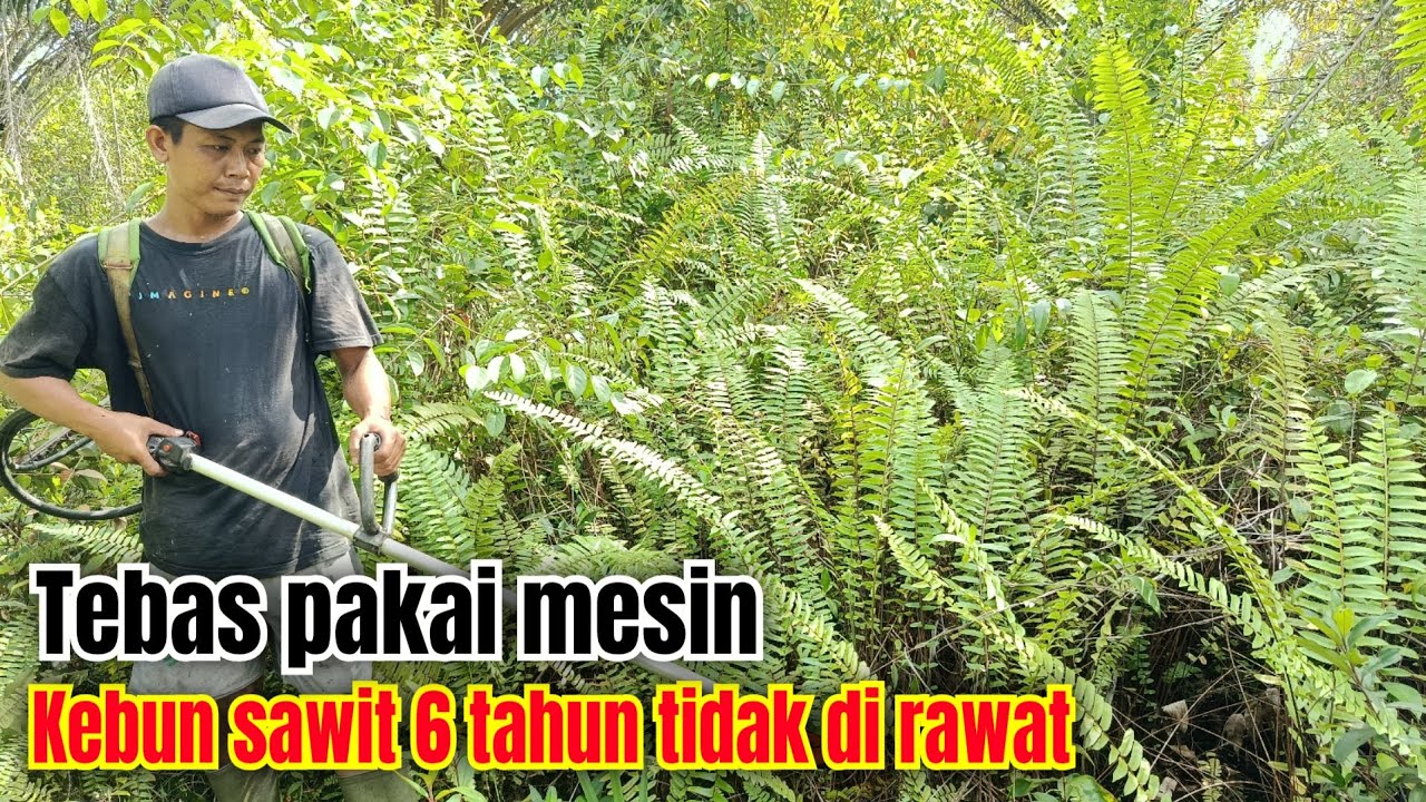 Babat kebun sawit super semak pakai mesin rumput