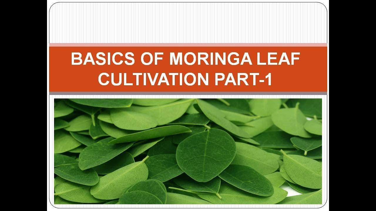 Basics of Moringa Pod and Leaf Cultivation Part-1