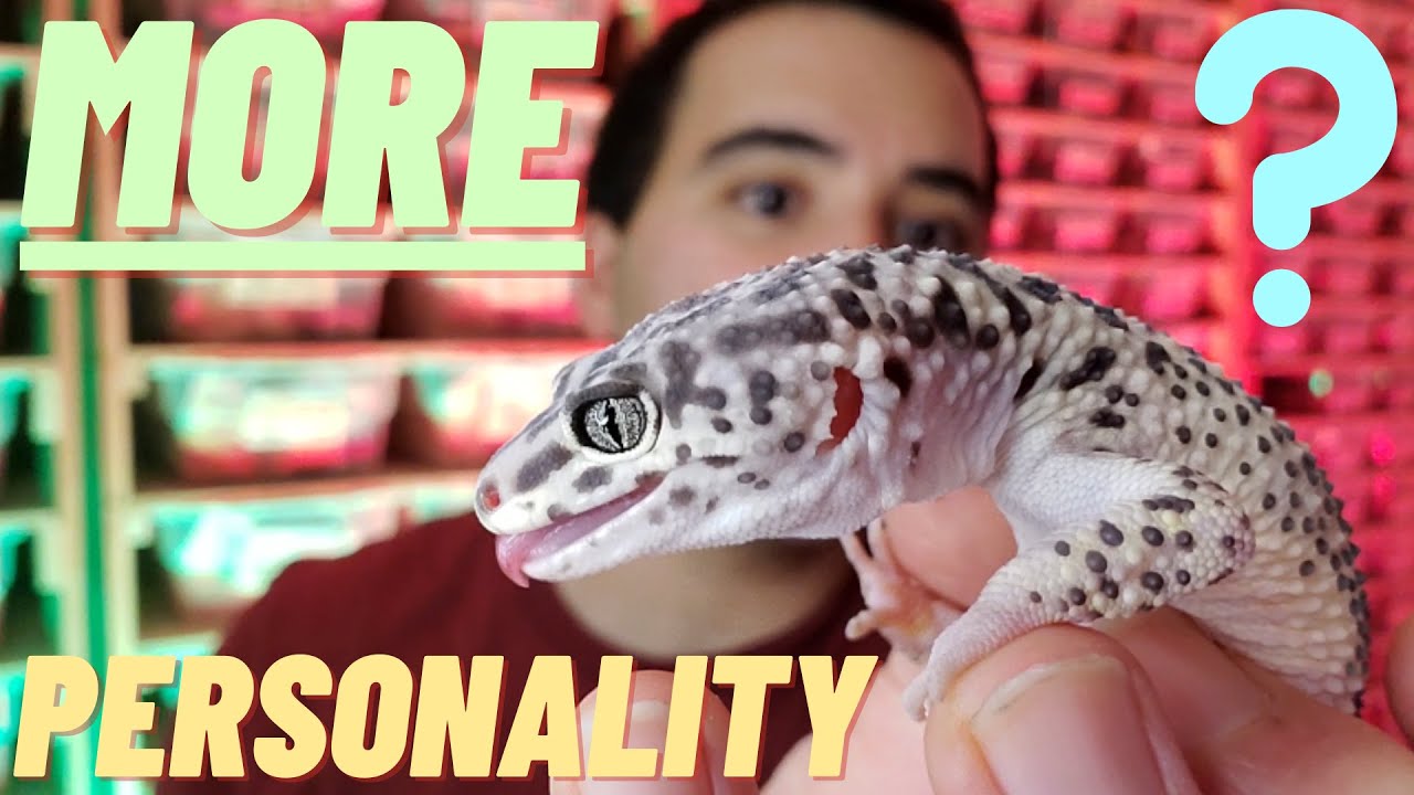 Do Leopard Geckos have MORE personality | than OTHER geckos ? ? (2022)