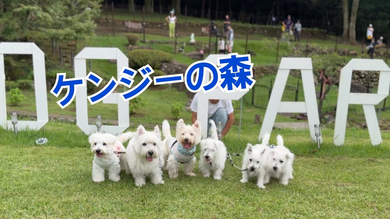 ケンジーの森