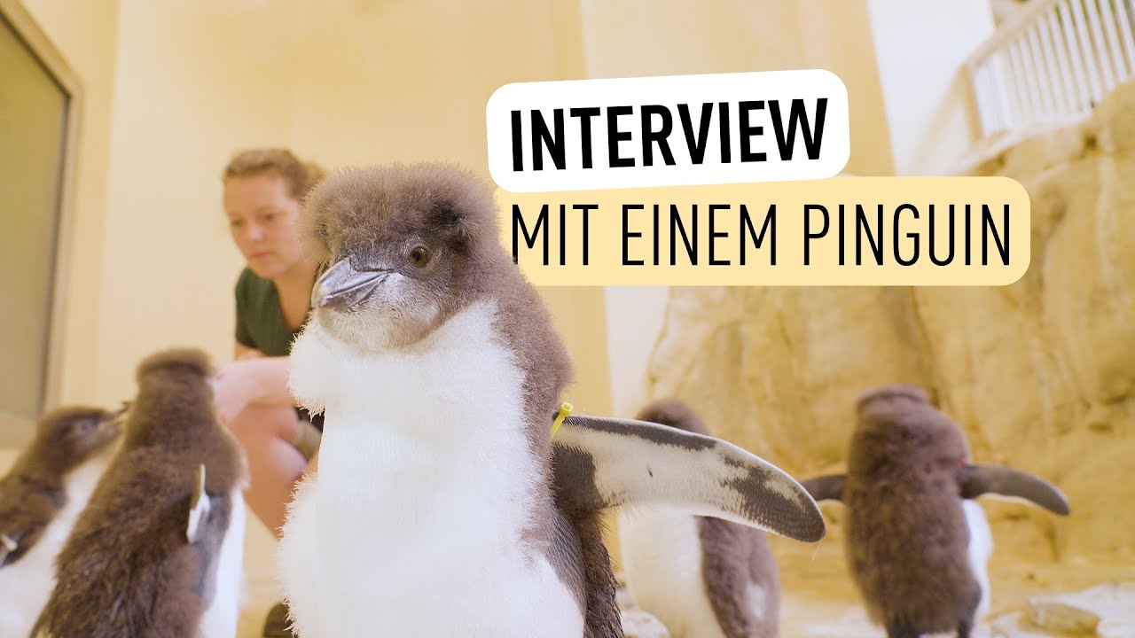 Küken-Rekord bei Felsenpinguinen! I Tiergarten Schönbrunn