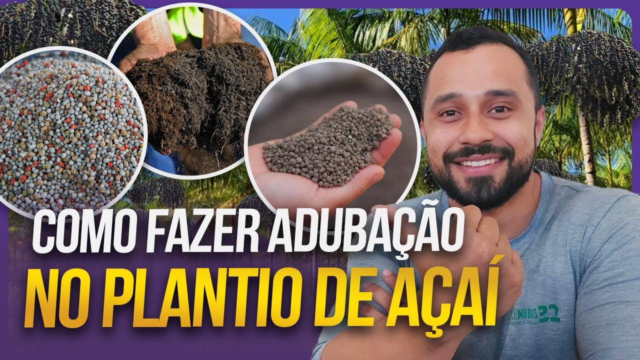 COMO FAZER ADUBAÇÃO NO PLANTIO DE AÇAÍ