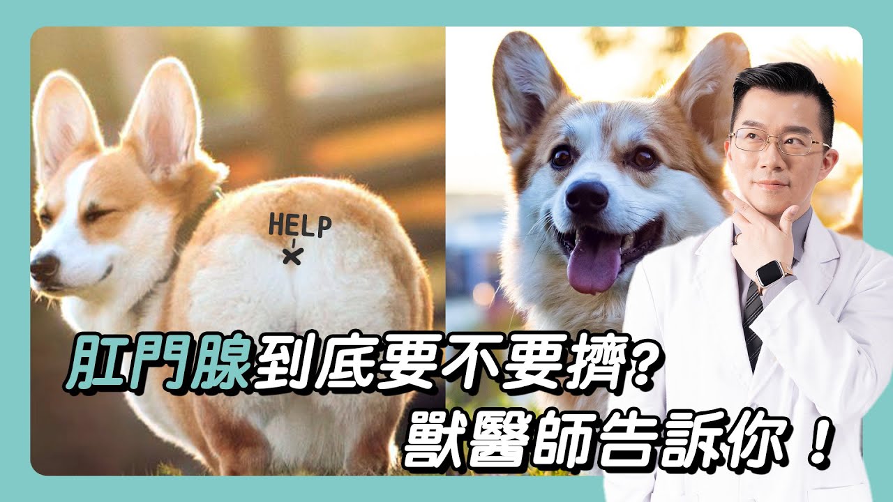 【倫家是獸醫師】肛門腺到底要不要擠？獸醫師告訴你！
