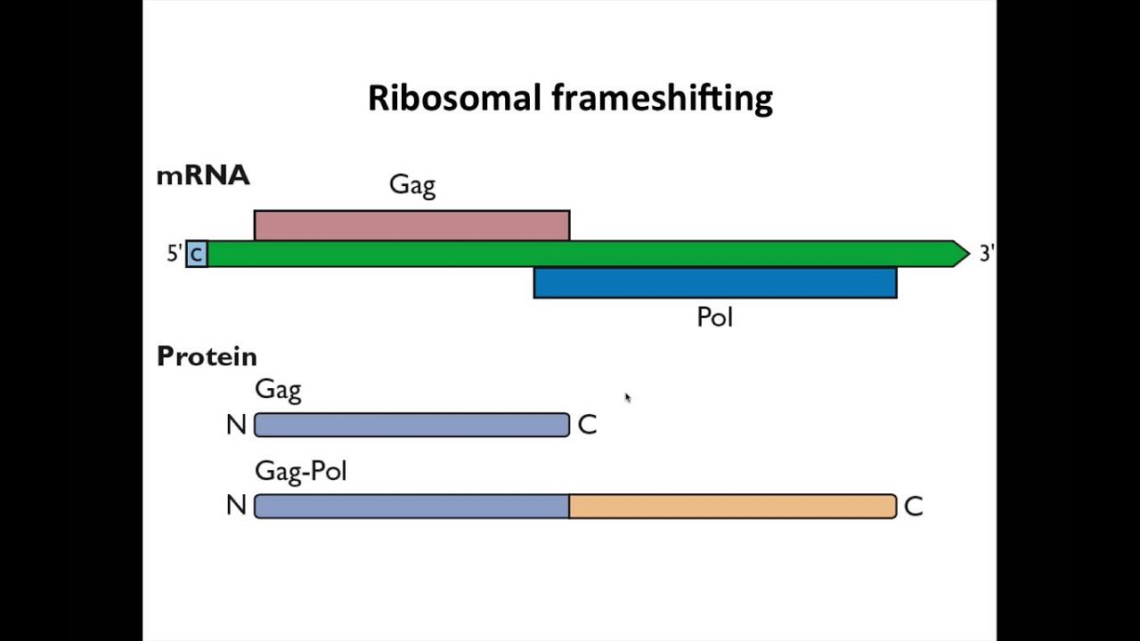 Virology 2013 Lecture #10 - Translation
