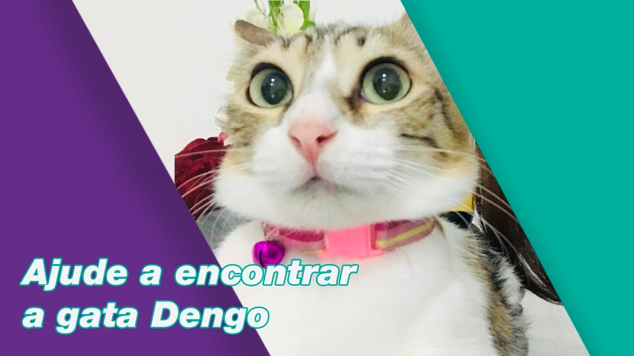 Ajude a encontrar a gata Dengo
