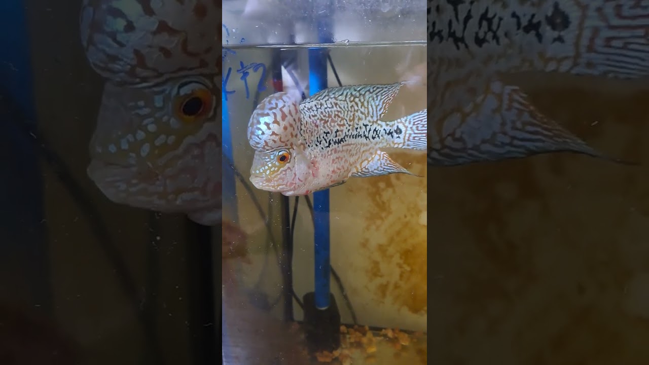 Quick update sa ating mga ala flowerhorn