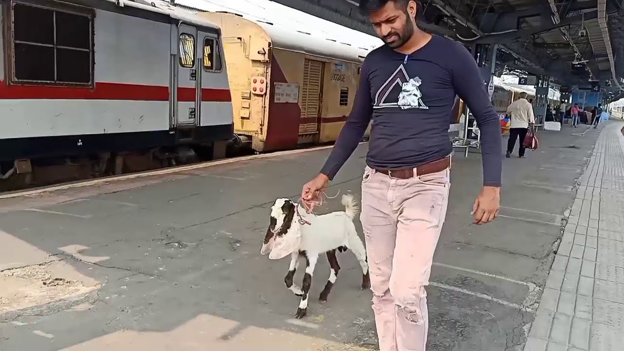 goat transport shuru ho chuka hai Sonu and Abdullah bhai transporters//Bandra tarminal