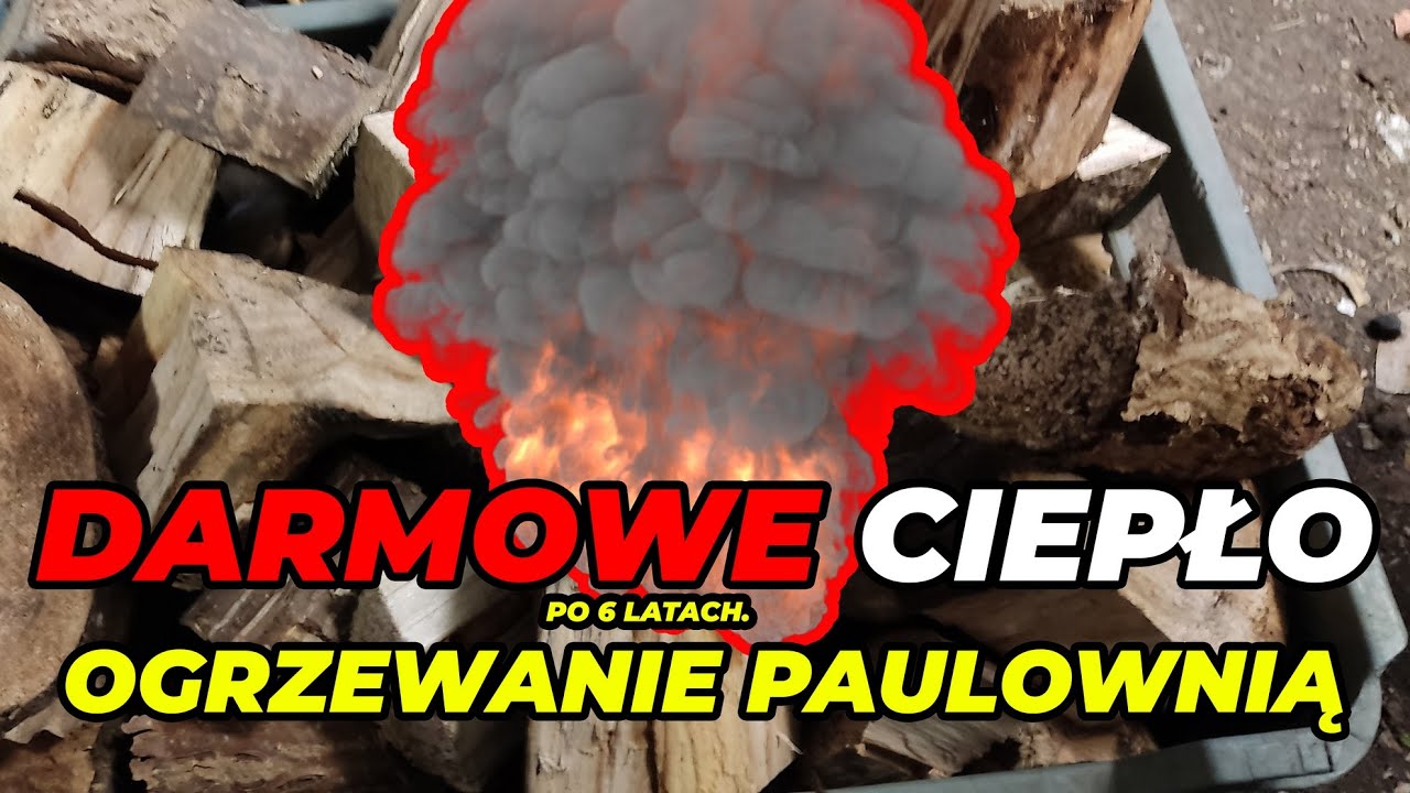 🔥😱 Ogrzewanie paulownią ( Drzewa tlenowe ). Darmowe ciepło po 6 latach.