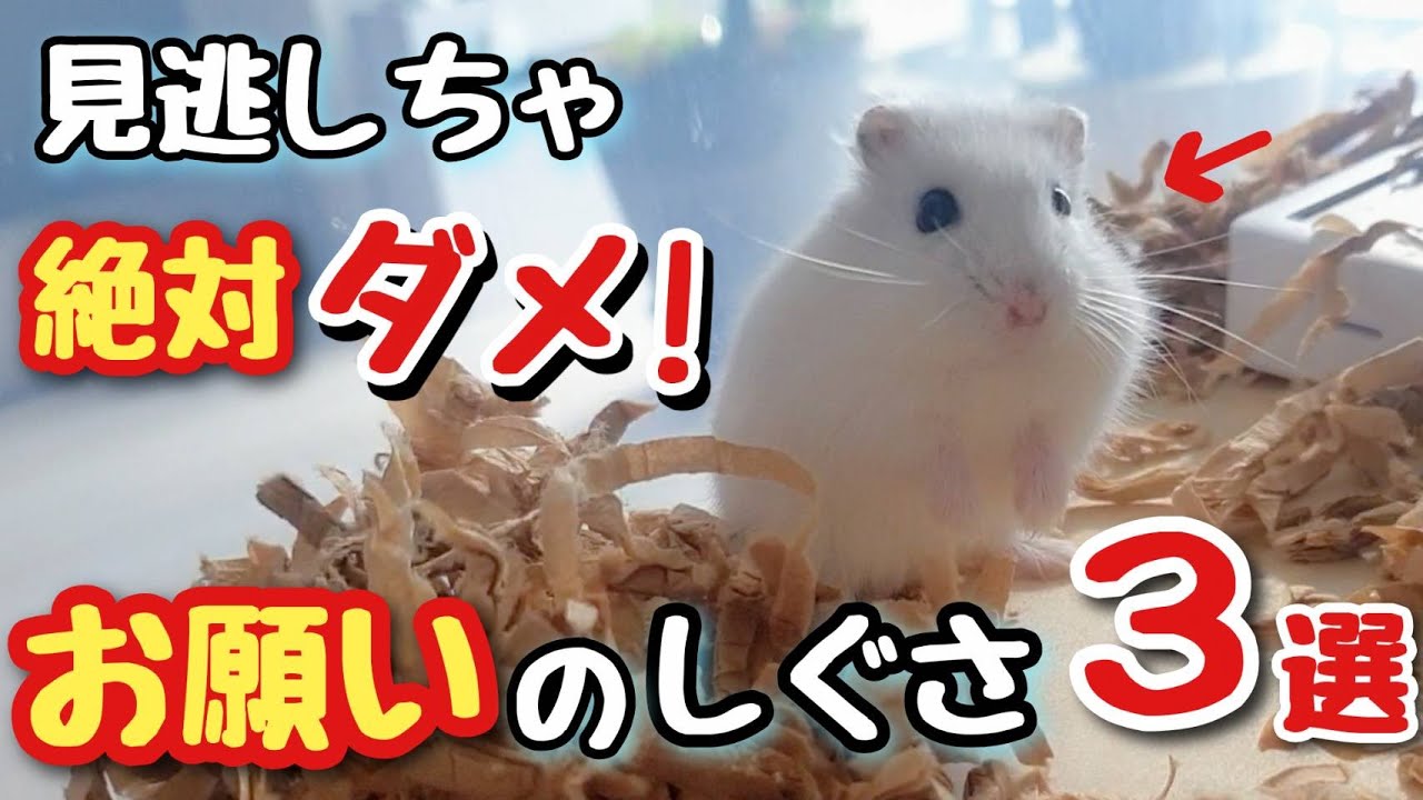 【気づいて！】この仕草、ハムスターが貴方にお願いしています。