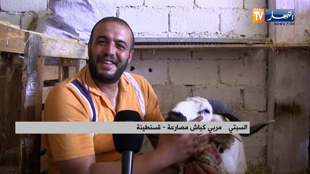 قسنطينة: تربية كباش المصارعة ..هواية تستهوي الشباب