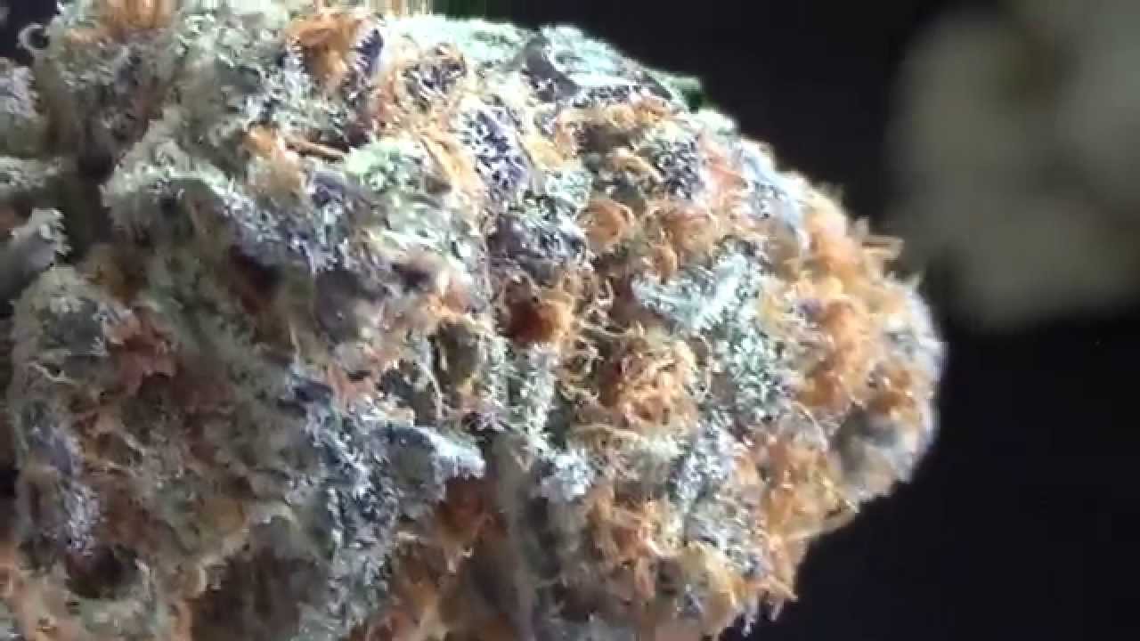 Sour Bubble, Sour Lifesaver, Sour Strawberry, Marionberry Kush, and Querkle BUDPORN.