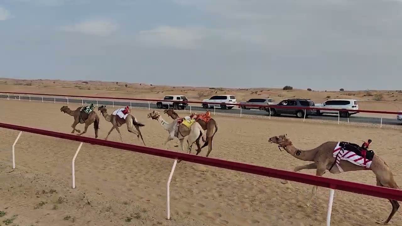 ش 8 الذيبه - محمد مبارك محمد الغفلي 13:06