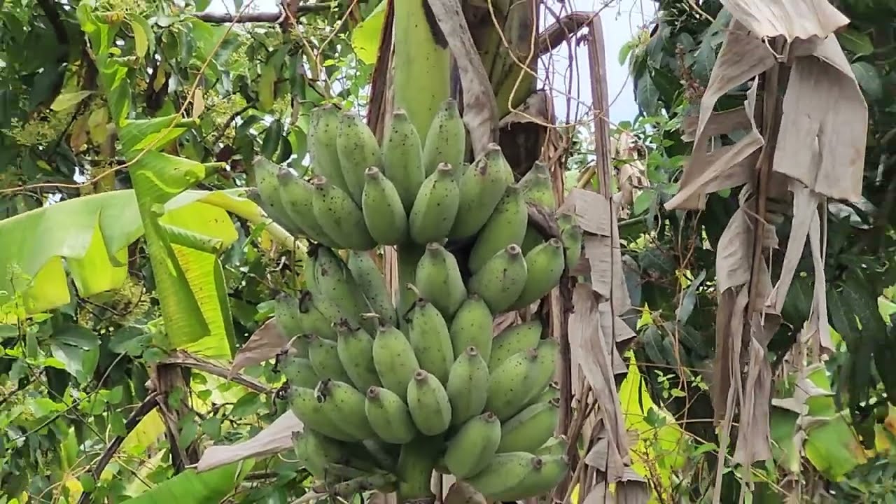 Temporada de frutas y verduras en Florida.