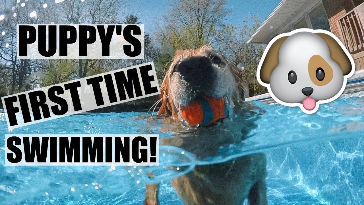 OUR PUPPY'S FIRST TIME SWIMMING!!