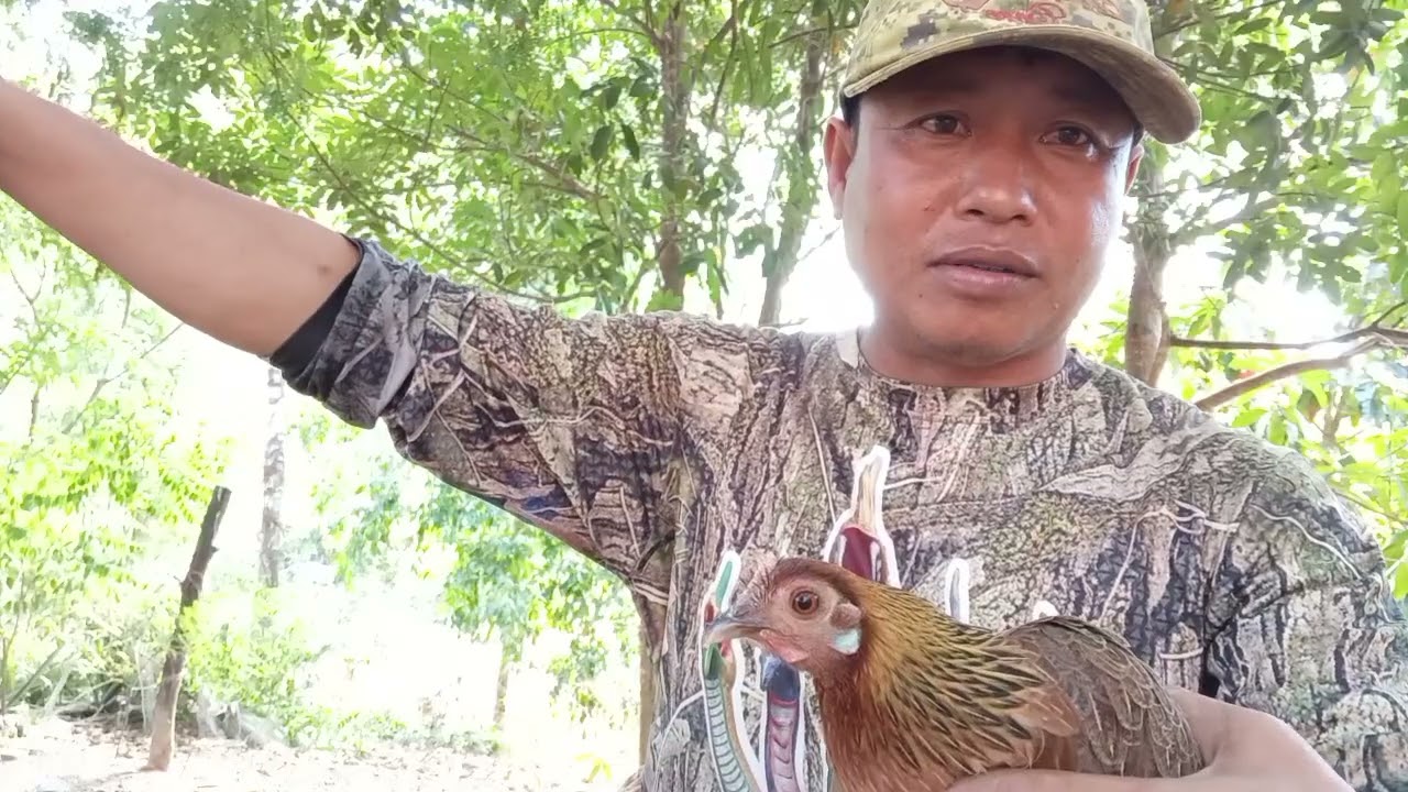 วิธีฝึกไก่ต่อตัวเมียห้ามพลาด/จ่อยคนตีผึ้ง