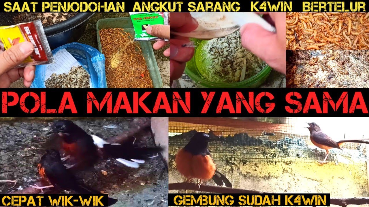 Pola makan yang sama‼️pada saat penjodohan‼️angkut sarang‼️hingga bertelur‼️dan asupan penting ini‼️