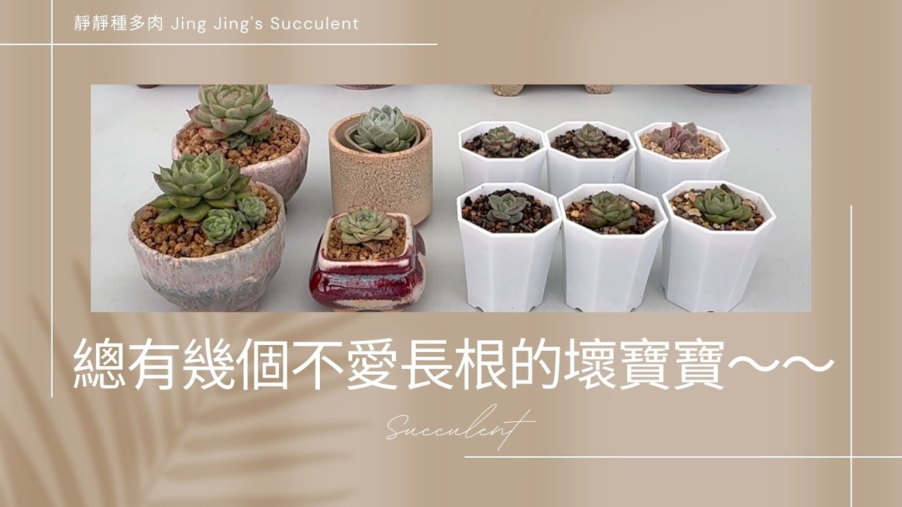 【靜靜種多肉】每年總有幾個不愛長根的壞寶寶😓😓～～看看又有誰🤭🤭～～