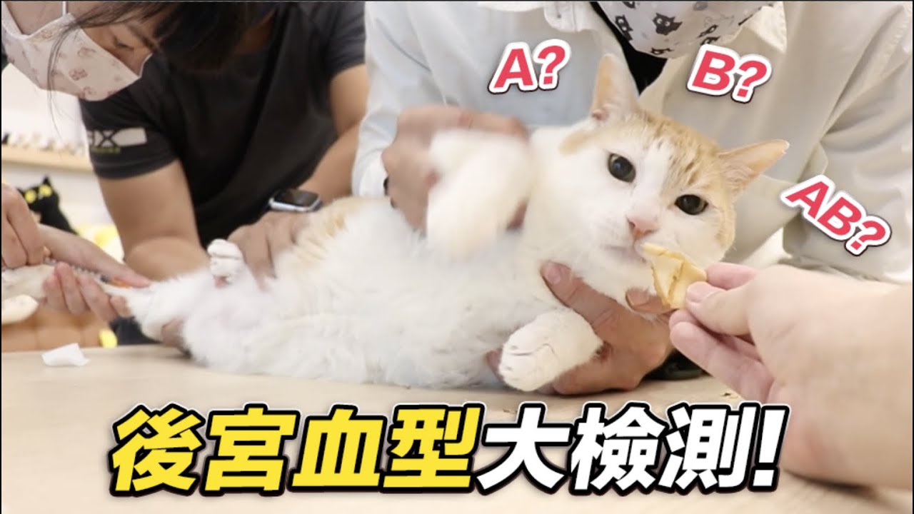【後宮血型大檢測！貓也有AB型！】志銘與狸貓
