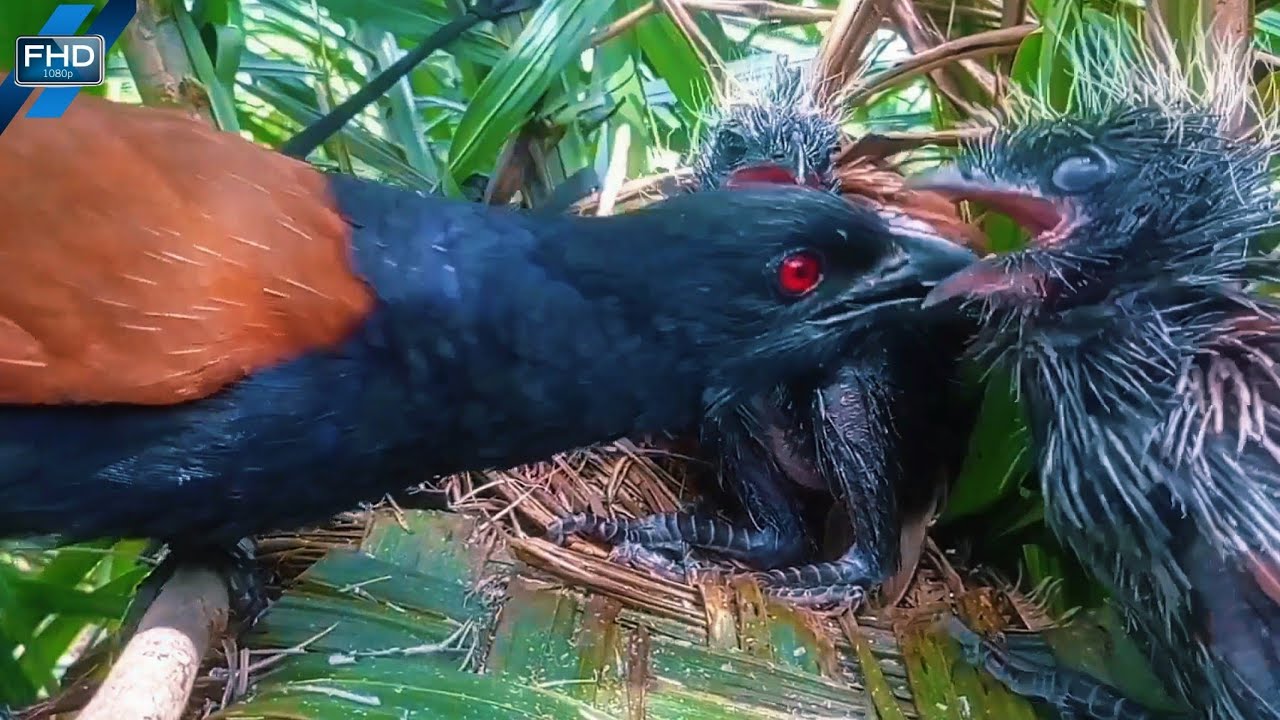 Greedy Baby Birds Finally Learn a Lesson from Their Parent