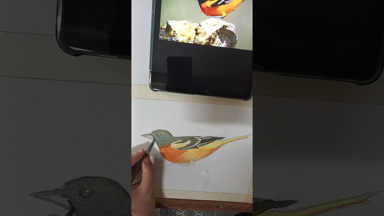 Bird drawing for water colour painting, part-2