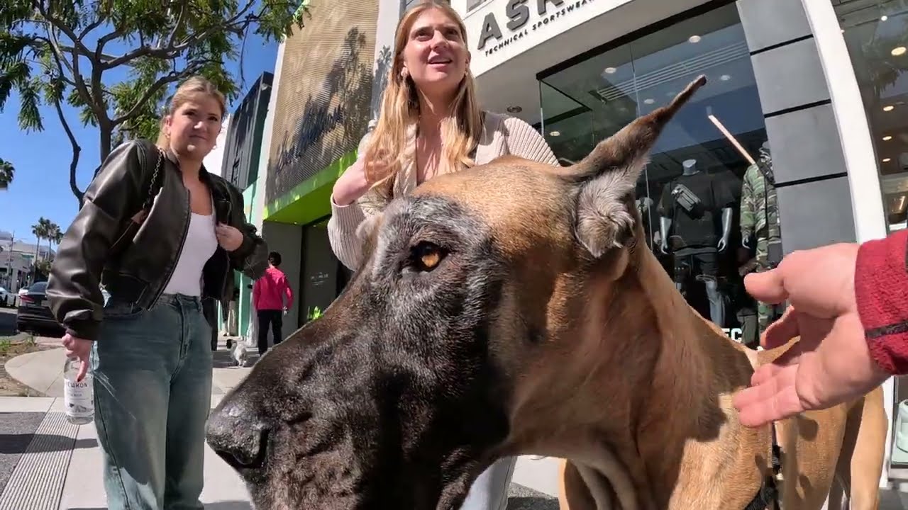 Cash 2.0 Great Dane on Rodeo Drive in Beverly Hills 38